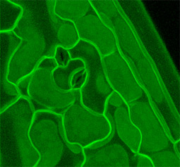 Plant Cell Imaging